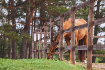 portrait of horse leaning out from fence and eating grass near paddock in spring