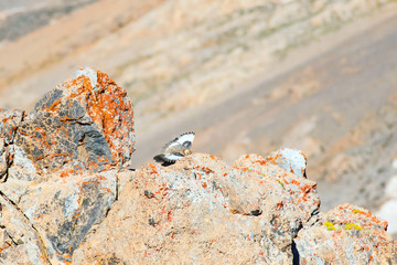 Rare partridge. Mountain background. Bird: Caspian Snowcock. Tetraogallus caspius. Nigde Aladaglar Demirkazik Mountain. Turkey.