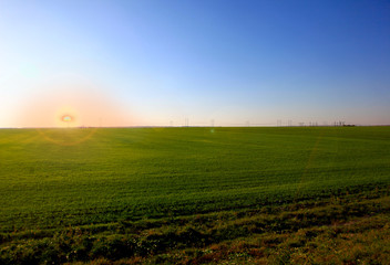 Fototapeta na wymiar Beautiful landscape of agricultural fields of Russia. Rapeseed field in summer. Beautiful sunset.
