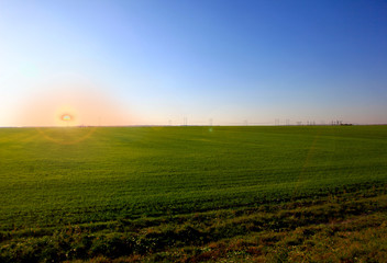 Beautiful landscape of agricultural fields of Russia. Rapeseed field in summer. Beautiful sunset.