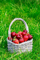 Strawberries and cherries in wicker basket.
