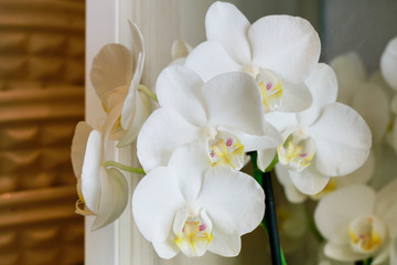 White orchid flowers.