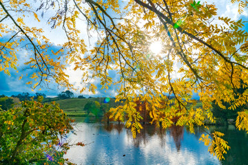 Bright autumn yellow black walnut tree leaves