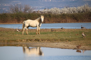 Cavalli Isola della Cona - Friuli Venezia Giulia