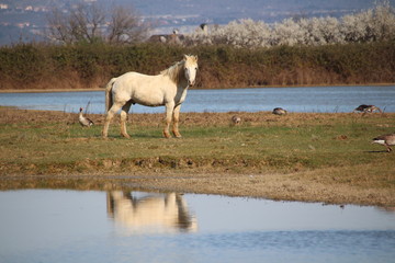 Obraz premium Cavalli Isola della Cona - Friuli Venezia Giulia