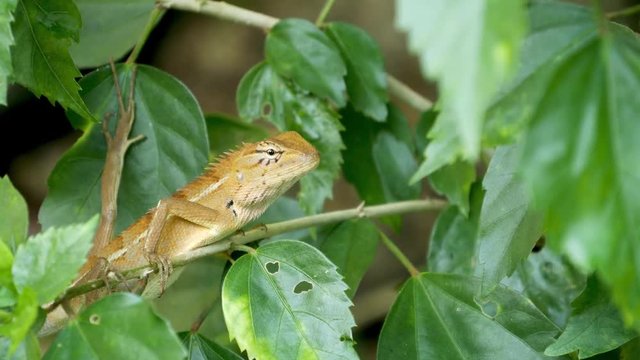 A small exotic bloodsucker lizard sits in the middle of lush green foliage, jungle in tropics, natural background with reptiles. extraordinary unusual Life in the forest, cold-blooded animal.