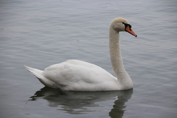 Fototapeta premium Cigno Lago di Garda