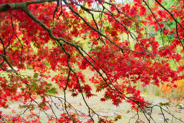 Bright red autumn leaves of maple tree