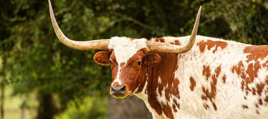 Longhorn bull in the paddock