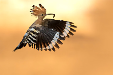 Flying bird Eurasian Hoopoe. Upupa epops. Natural background.
