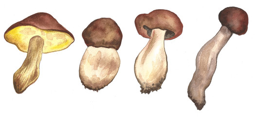 Hand drawn mushrooms autumn summer forest illustration