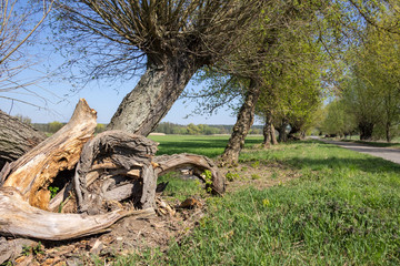 In the state of Brandenburg, Germany, there are numerous meadow landscapes with all willow trees