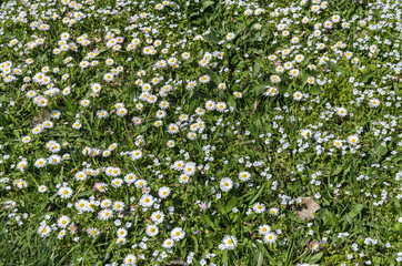 Multicolored blooming wild flowers on a sunny afternoon in the wind