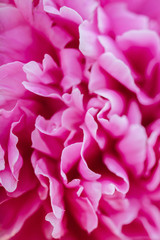 Fluffy pink peonies flowers background