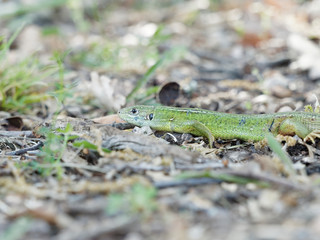 Lézard vert occidental ou lézard à deux bandes  (Lacerta bilineata)