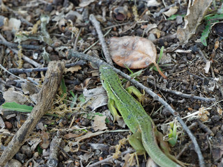 Lézard vert occidental ou lézard à deux bandes  (Lacerta bilineata)