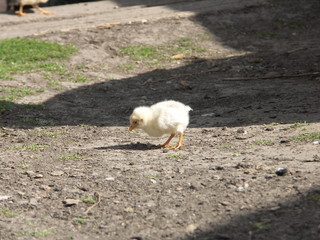 Маленький цыпленок