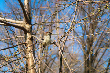 Sparrow sits on a branch. Springtime in the park