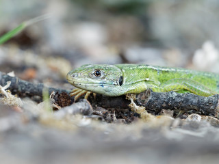 Lacerta bilineata - Western green lizard ou lizard with two lines