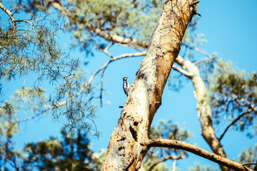 woodpecker bird at tree