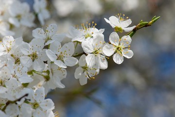 lovely early spring flowers tree