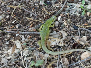 Lacerta bilineata - Westliche Smaragdeidechse oder grüne Eidechse 