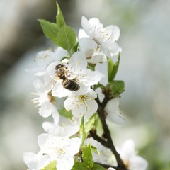 lovely early spring flowers tree