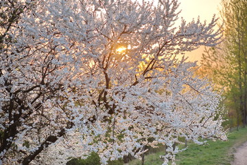 lovely early spring flowers tree