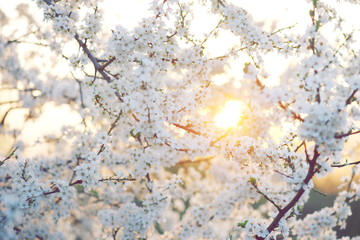 lovely early spring flowers tree