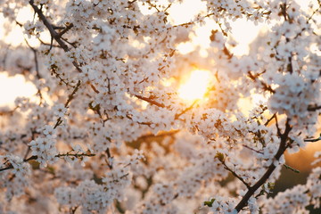 lovely early spring flowers tree