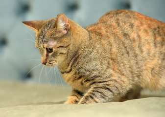 playful striped with gray and red cat