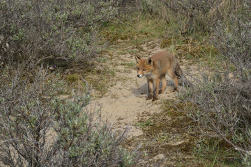 young fox walks through the dunes and explores its surroundings. photo was made in the Amsterdam Water Supply Dunes in the Netherlands
