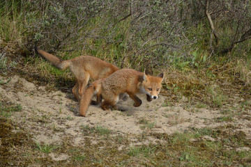 Two young foxes playing in the Amsterdam Waterleiding Duinen in the Netherlands