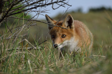 young fox is hunting for a prey and looks among the bushes. photo was made in the Amsterdam Water Supply Dunes in the Netherlands