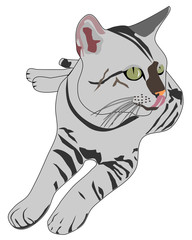 Fototapeta na wymiar Gray cat,vectro illustration