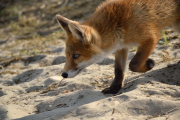 Obraz premium young fox walks through the dunes and explores its surroundings. photo was made in the Amsterdam Water Supply Dunes in the Netherlands