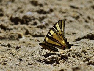 Segelfalter (Iphiclides podalirius)