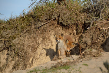 Two young foxes playing in the Amsterdam Waterleiding Duinen in the Netherlands