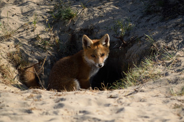 sitting young fox in front of his den in the dunes, he explores his surroundings and looks around him. photo was made in the Amsterdam Water Supply Dunes in the Netherlands