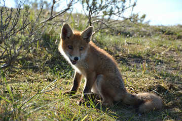 seated young fox in the dunes while exploring its surroundings and looks around. photo was made in the Amsterdam Water Supply Dunes in the Netherlands