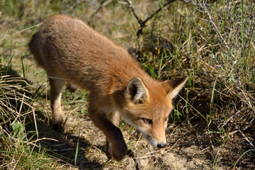 young fox walks through the dunes and explores its surroundings. photo was made in the Amsterdam Water Supply Dunes in the Netherlands