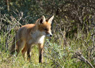young fox walks through the dunes and explores its surroundings. photo was made in the Amsterdam Water Supply Dunes in the Netherlands