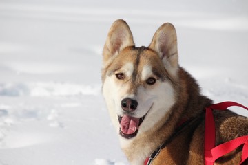 siberian husky - Axel