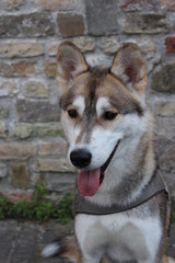 siberian husky - Axel