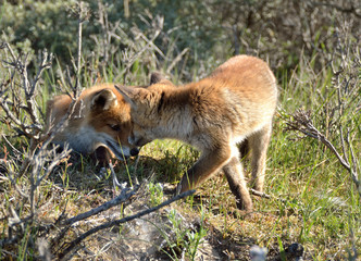 Two young foxes playing in the Amsterdam Waterleiding Duinen in the Netherlands
