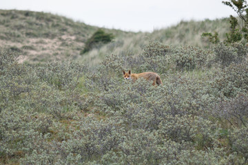 Fox during his walk through the dunes looking for prey. photo was made in the Amsterdam Water Supply Dunes in the Netherlands