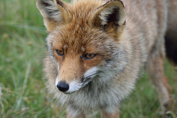 Fototapeta premium Fox close up during his walk through the dunes looking for prey. photo was made in the Amsterdam Water Supply Dunes in the Netherlands
