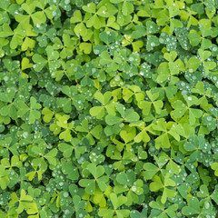 hree leaf clovers
