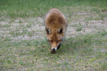 Fox close up during his walk through the dunes looking for prey. photo was made in the Amsterdam Water Supply Dunes in the Netherlands