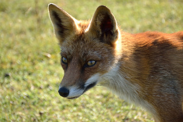 Fox close up during his walk through the dunes looking for prey. photo was made in the Amsterdam Water Supply Dunes in the Netherlands